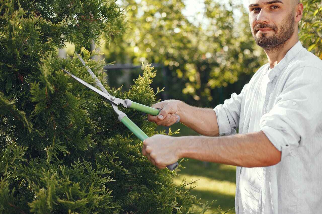 Best Tree Cutting Near Me  in Wallace, FL